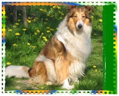 American Line Colliewelpen werden in den nächsten Tagen erwartet