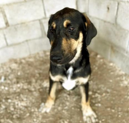 Kimon sucht ein passendes Zuhause