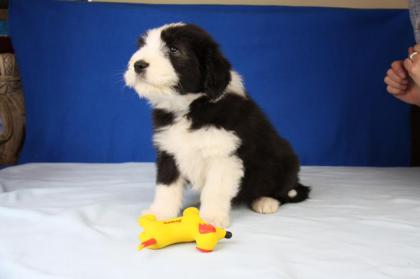 Bearded Collie Welpen von Nonchalance