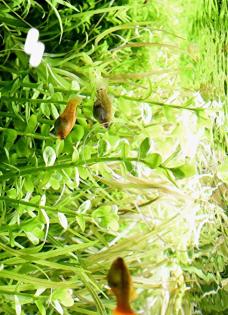 Fettblatt, Aquariumpflanzen, Versand