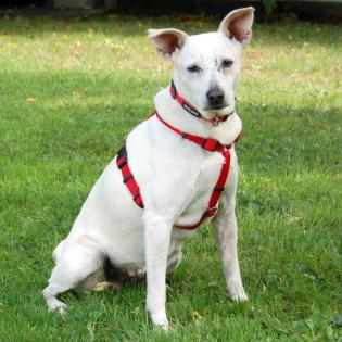 CELINE - Labrador-Mix - 7 Jahre - Tierhilfe-Franken e.V.