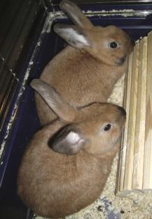 2 Zwergwidder abzugeben