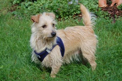 ELLILEIN - Mischling - 4 Jahre - Tierhilfe-Franken e.V.