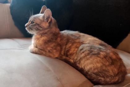 SALLY -europäische Hauskatze - 1 Jahr - Tierhilfe-Franken e.V.