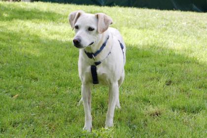 BELISSA - Labrador-Mix - 7 Jahre - Tierhilfe-Franken e.V.