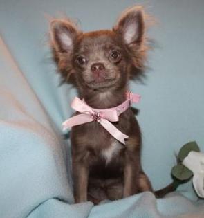 Chihuahua- und Minichihuahuawelpen aus seriöser Zucht