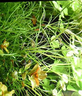 Amerikanischer Wasserstern, RARITÄT, Wasserpflanzen, Versand