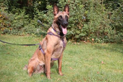JARINA - Malinois - 1 Jahr 4 Monate - Tierhilfe-Franken e.V.