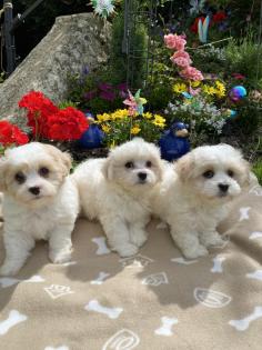 Cavalonka ( Bolonka ) mit Ahnentafel