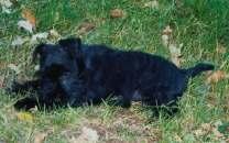 Zwergschnauzerwelpen