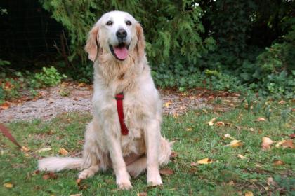 TESINA - Golden Retriever - 9 Jahre - Tierhilfe-Franken e.V.