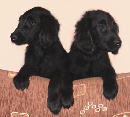 FLAT COATED RETRIEVER