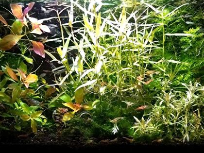 Aquarien - Bambus, Bündel, Aquarienpflanzen (Versand/ Abholung)