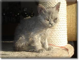 Plüschige  Blaubärchen und rotes Garfield Kitten