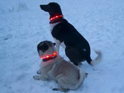Hunde Leuchtring