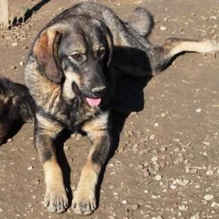 Nala - wird mal ein grosses Maedchen