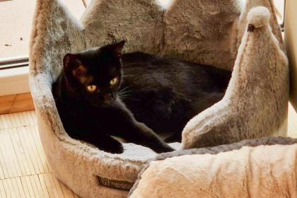 OREO - europäische Hauskatze - ca. Monate - Tierhilfe-Franken e.V.