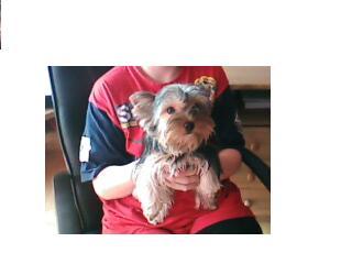 Yorkshire Terrier