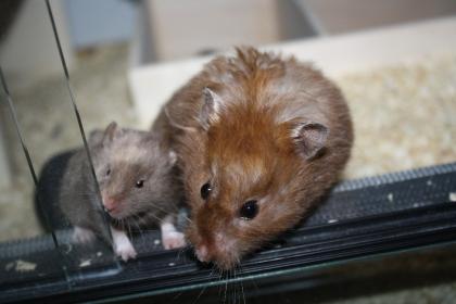 ZAHME und neugierige HAmsterbabys aus Hamsterzucht München 