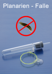 Planarienfalle gegen Planarien im Aquarium mit Garnelen, Krebsen und Schnecken