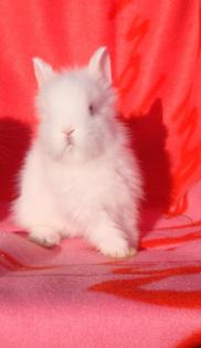 Bezaubernde Zwergkaninchen, Löwenkopf, Teddyzwerge abzugeben