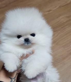 Pomeranian Spitz Welpen zu verkaufen