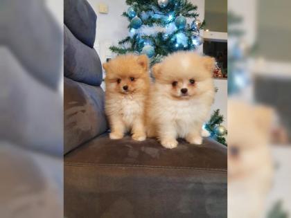 MINI Pomeranian Spitz Boo Welpen