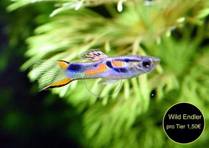Endler, Guppy, reinerbig, ab 1, 50€, Versand