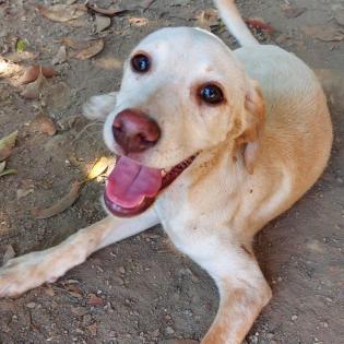 Stella - aktive und quirlige Maus