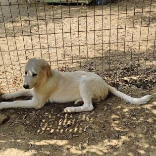 Simba sucht ein passendes Zuhause