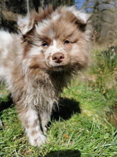Großspitzwelpen lilamerle