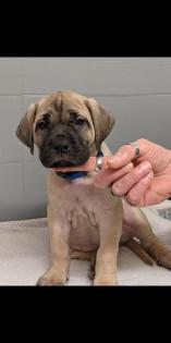 Deutsche Dogge Welpen