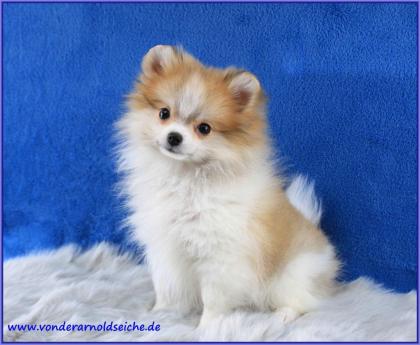 Pomeranianwelpen gescheckt, 