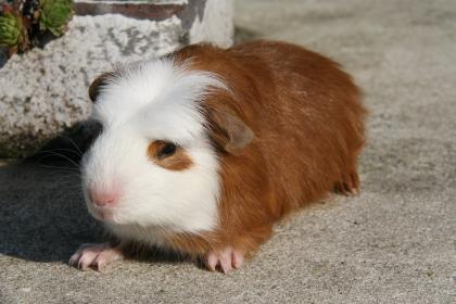 Meerschweinchen