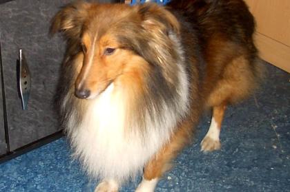 Sheltie ----Deckrüden