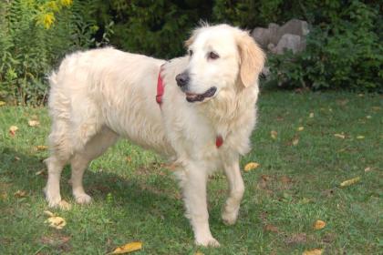 TESINA - Golden Retriever - 9 Jahre - Tierhilfe-Franken e.V.