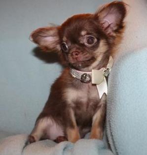 Chihuahua- und Minichihuahuawelpen aus seriöser Zucht