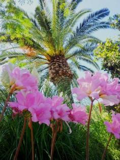 Ferienunterkunft Hibiskus auf der Inse Ischia in Italien