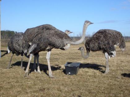 Laufvögel Strausse, Strauße, Strauss, Strauß, Straussenei, Straußenei