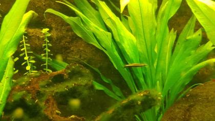 Spitzmaul-Ziersalmler, Nannostomus eques zu verschenken