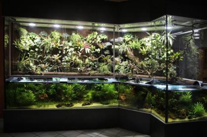 Aqua-Terrarium / Paludarium z.B: für Krokodilschwanzechsen