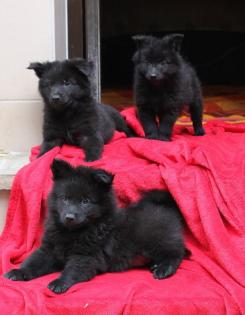 Spitzrüden blauschwarz