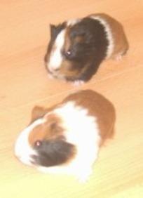 Verkaufe Meerschweinchen