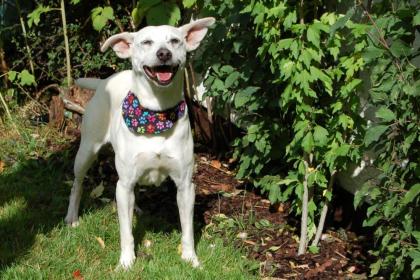 CELINE - Labrador-Mix - 7 Jahre - Tierhilfe-Franken e.V.