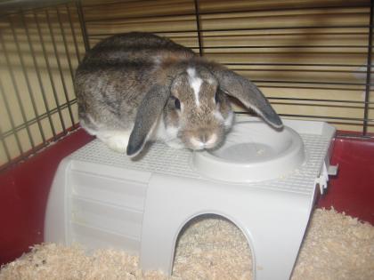 Süsser hase