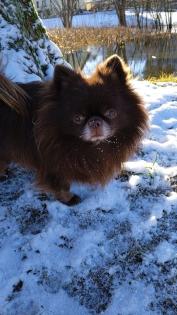 Chihuahua Deckrüde dark schoko