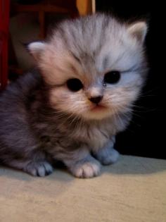 Perserkatzenbabys ab 14. Dezember 2021 abzugeben , 2 Kater silver - shaded , 1 K