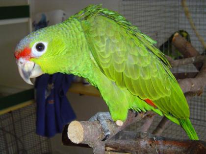 Gelbwangenamazonenbaby