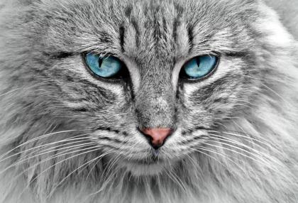 Dein Katzensitter vorOrt - Katzenbetreuung - Katzensitting - Tierbetreuung - Kat