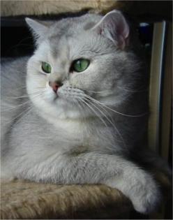 Britisch Kurzhaar Di Micio